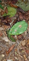 Opuntia austrina