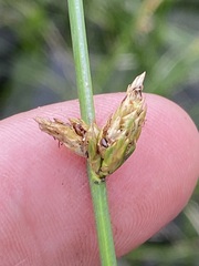 Schoenoplectus torreyi