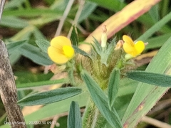 Stylosanthes biflora