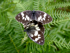 Melanargia syriaca