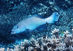 Plectropomus leopardus