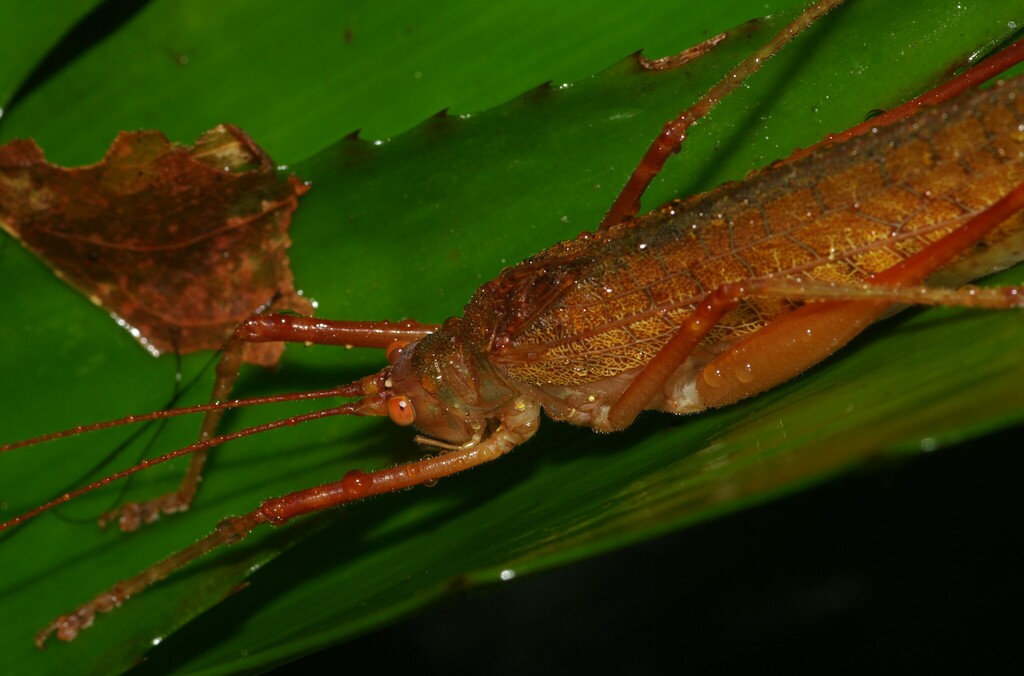 Macrochiton pallidespinosus