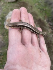 Plestiodon skiltonianus skiltonianus