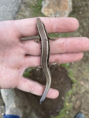 Plestiodon skiltonianus skiltonianus