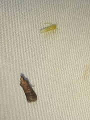 Eulogia ochrifrontella