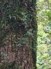 Dendrobium cunninghamii