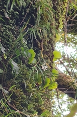 Dendrobium cunninghamii