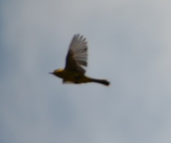 Icterus spurius