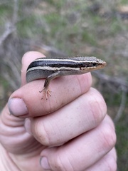 Plestiodon skiltonianus skiltonianus