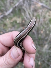 Plestiodon skiltonianus skiltonianus