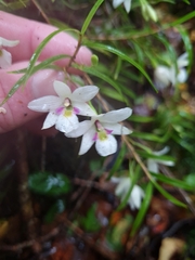 Dendrobium cunninghamii