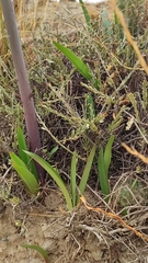 Hippeastrum cybister