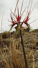 Hippeastrum cybister