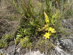 Bulbine glauca