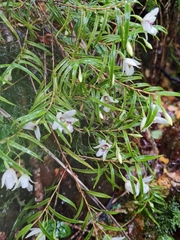 Dendrobium cunninghamii