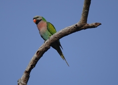 Psittacula alexandri