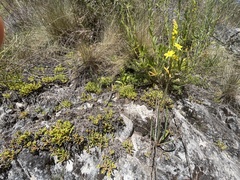 Bulbine glauca
