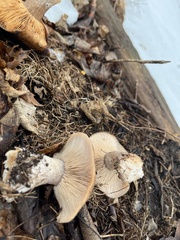 Lactarius psammicola