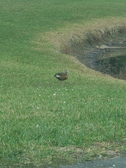 Dendrocygna autumnalis