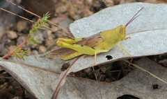 Adlappa erythroptera