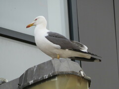 Larus fuscus