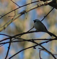 Poecile carolinensis