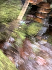 Flammulina velutipes