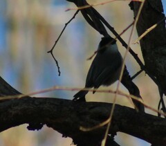 Poecile carolinensis