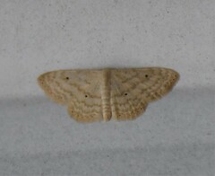 Scopula benitaria