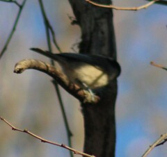Poecile carolinensis