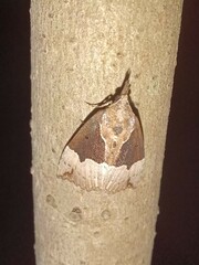 Hypena bijugalis