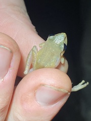 Diasporus diastema