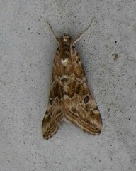 Hellula