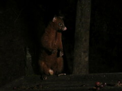 Trichosurus johnstonii