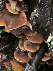 Flammulina velutipes