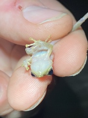 Diasporus diastema