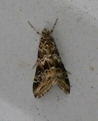 Hellula