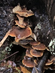 Flammulina velutipes
