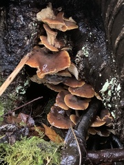 Flammulina velutipes