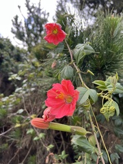 Passiflora mixta mixta