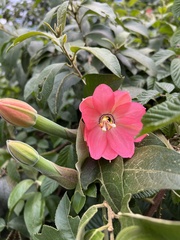 Passiflora mixta eriantha