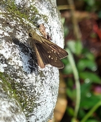 Pelopidas mathias