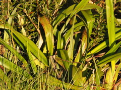 Dianella tasmanica