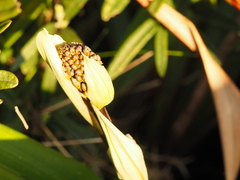 Dianella tasmanica