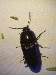 Melanactes