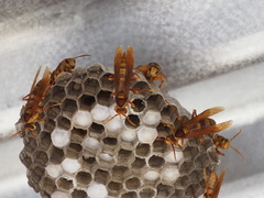 Polistes carnifex