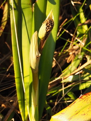 Dianella tasmanica