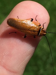 Balta bicolor
