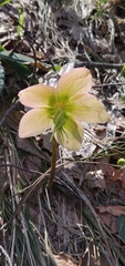Helleborus niger