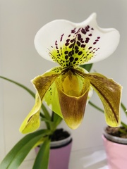 Paphiopedilum